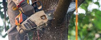 French Lick, IN Tree Services Company